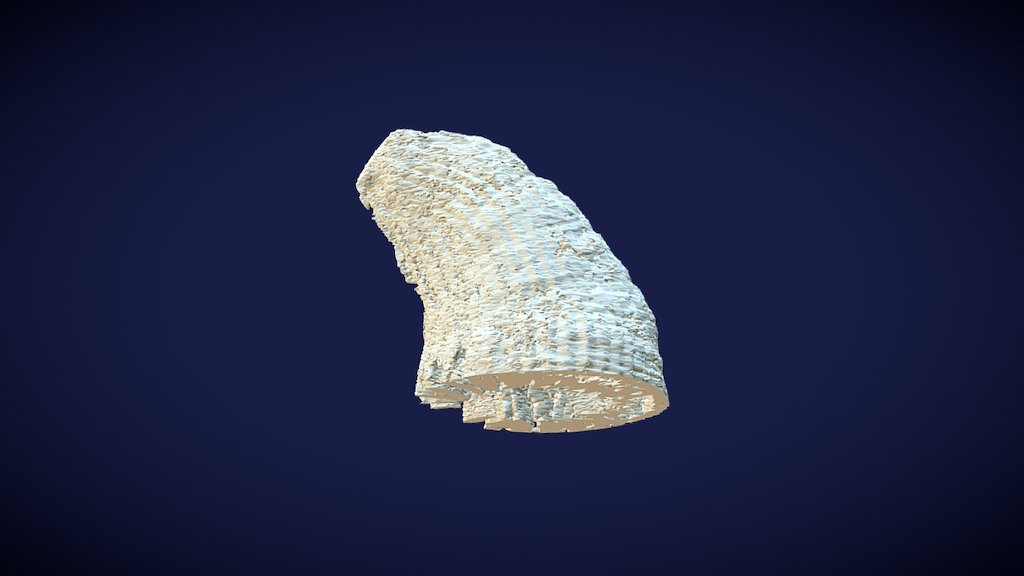 Amplexizaphrentis sp.