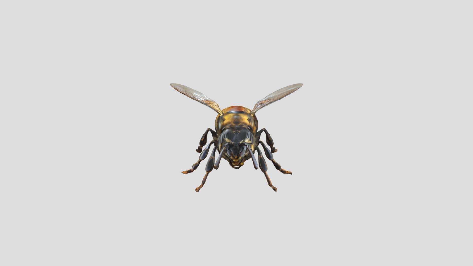 bee - 3D model by majojamette1 [8665cb7] - Sketchfab