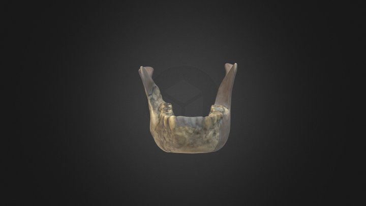 Homo habilis mandible – Free 3D Model STL