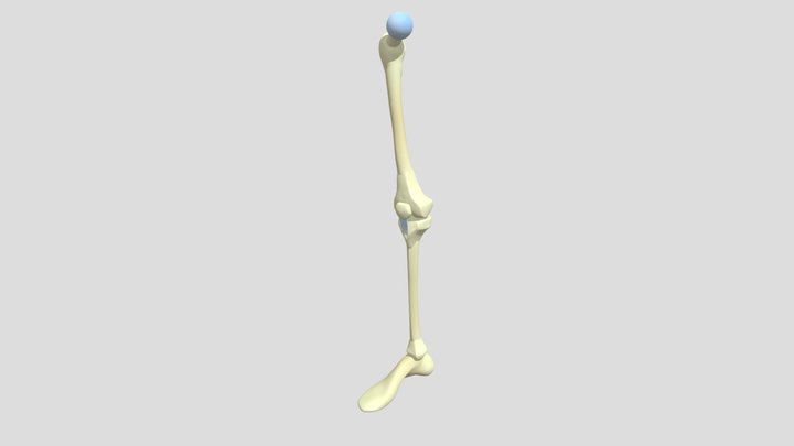 Leg bone 3D Model
