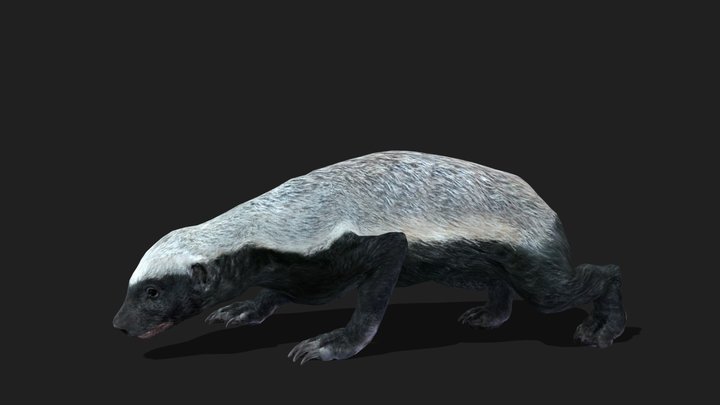 HONEY BADGER - Realistic 3D Model (DEMO FREE)
