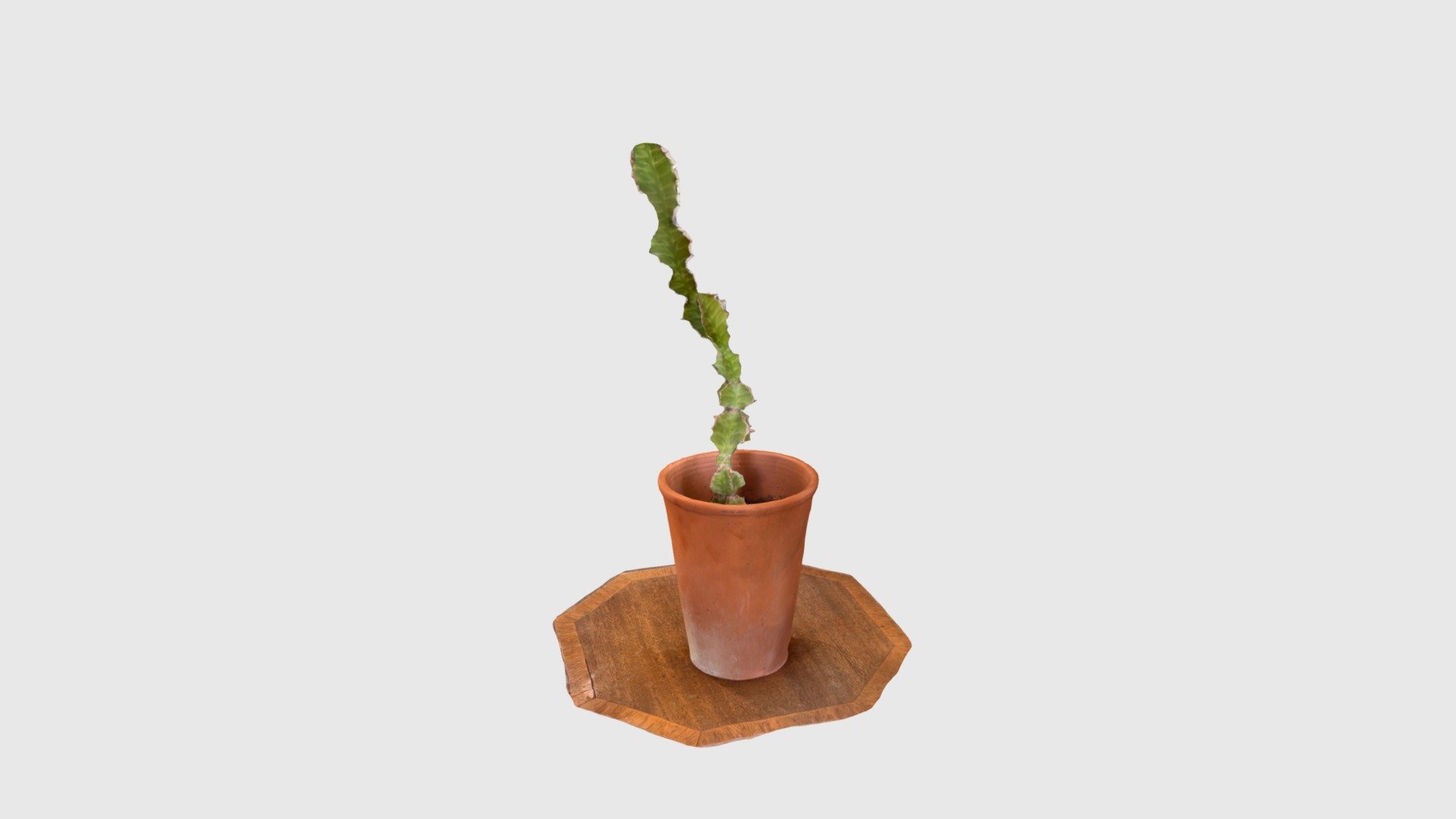 Cactus