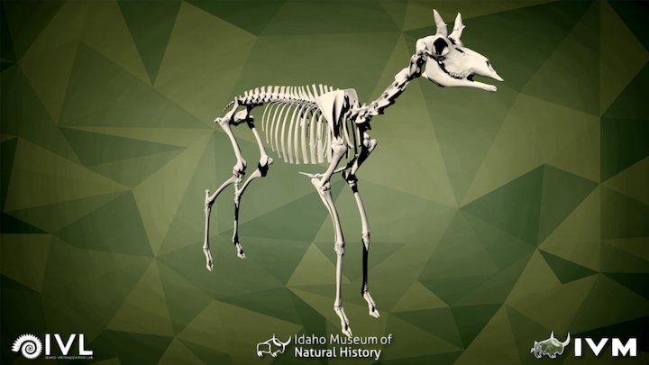 IMNH R-873 Juvenile Pronghorn – Modello 3D gratuito STL