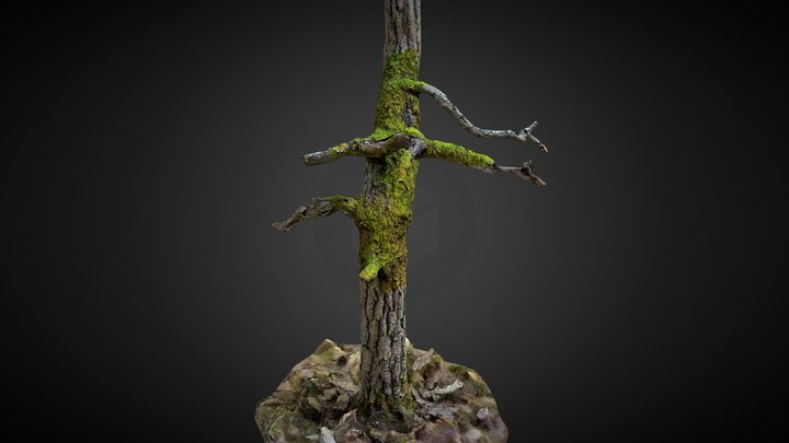 Small, mossy oak tree 3D Model