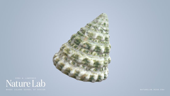 Fenestrate Top Shell – Free 3D Model STL