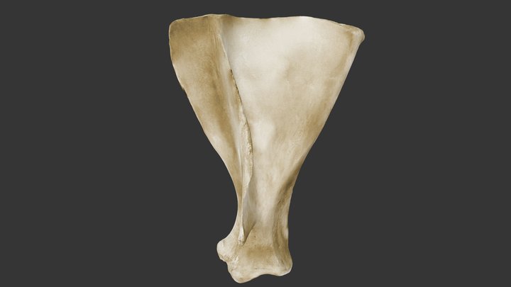 Bovino: Escápula 3D Model