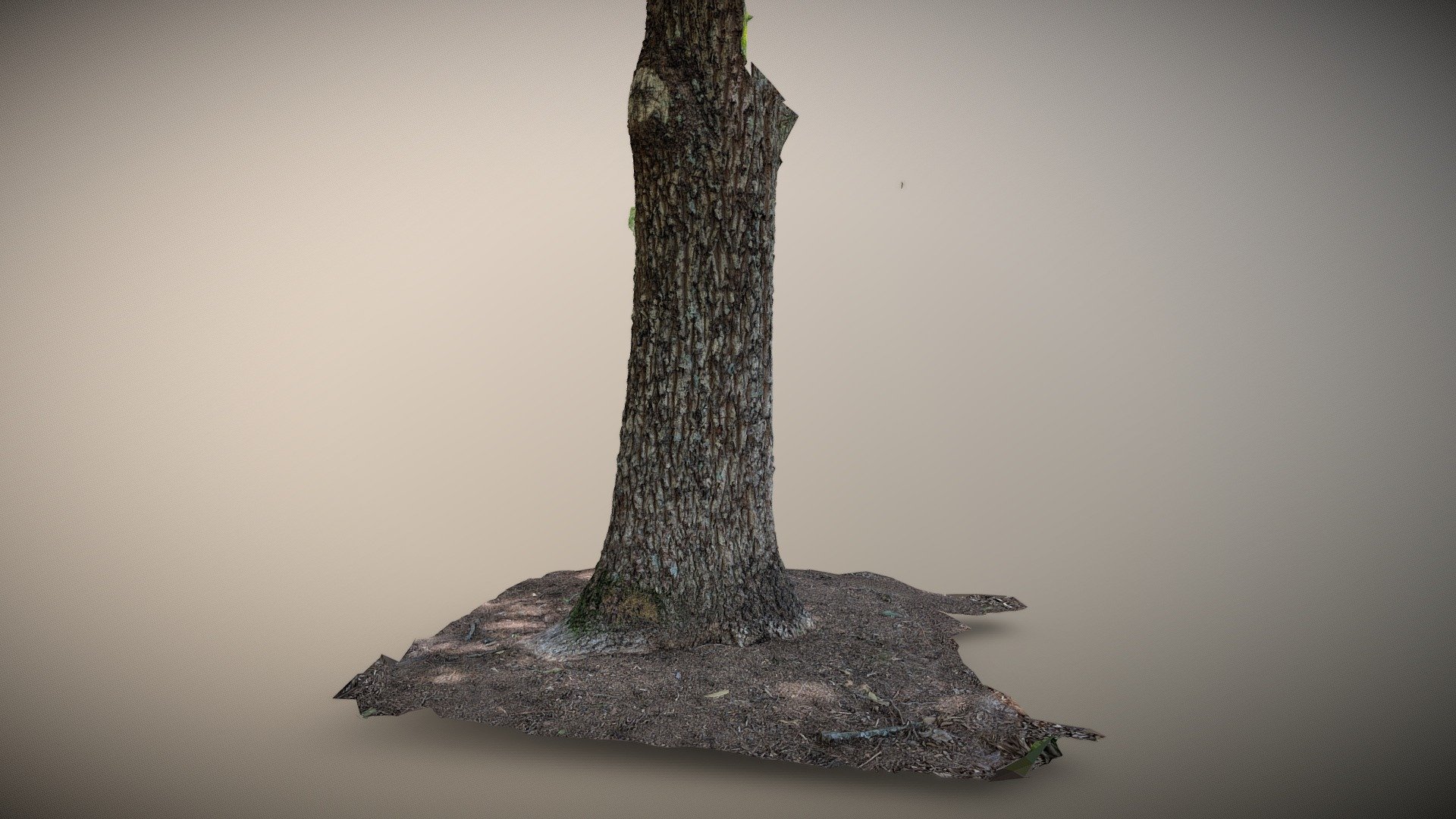 Tree Base (3DF Zephyr Free)