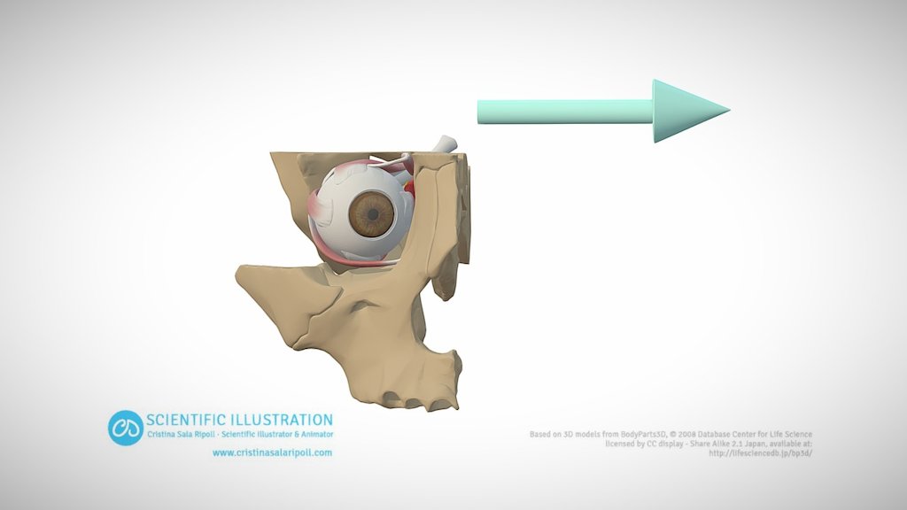 Adduction of the eye