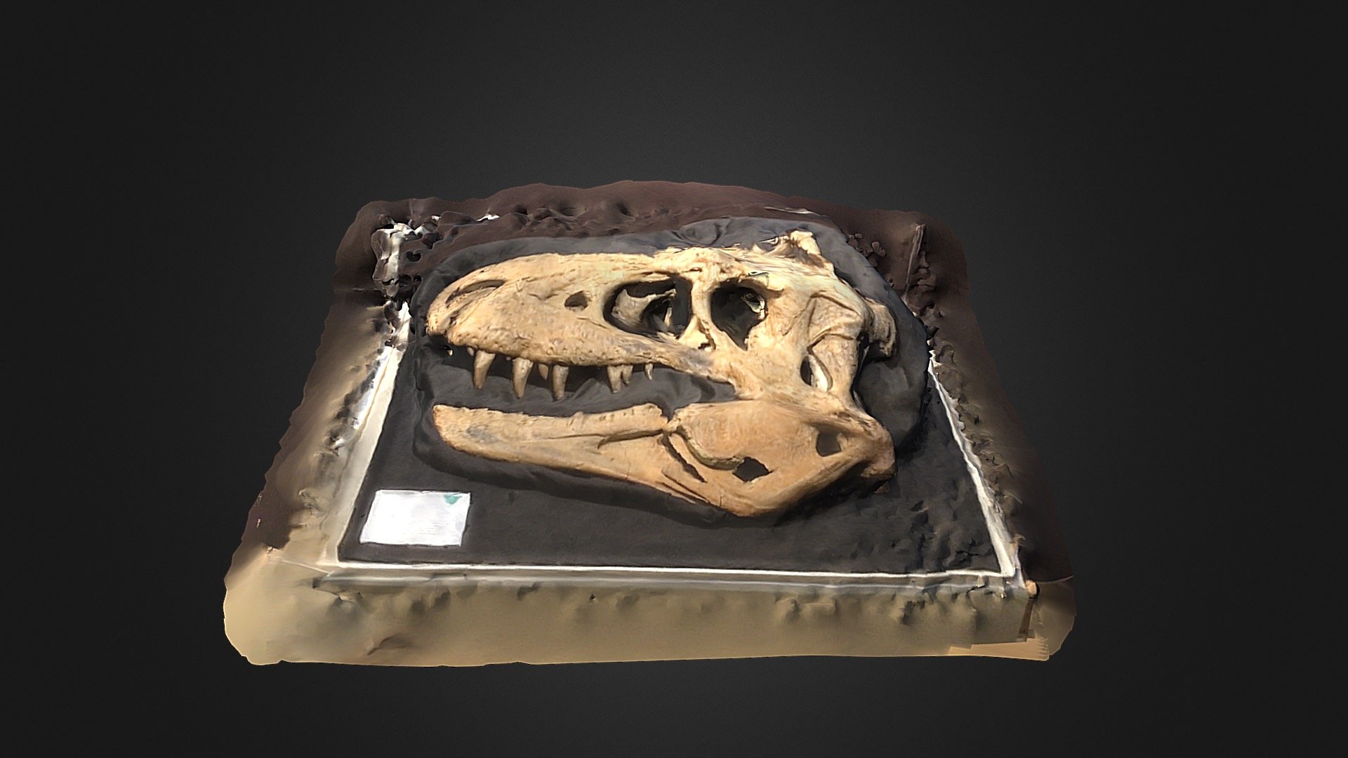 Bisti Beast Skull Fossil - 3D model by donjheimer [8681ac3] - Sketchfab