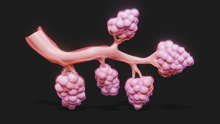 Breast Lactiferous Duct Anatomy 3D Model