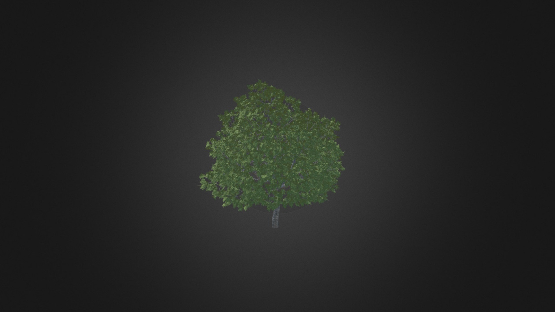 3D model Common Fig - This is a 3D model of the Common Fig. The 3D model is about a tree with green leaves.