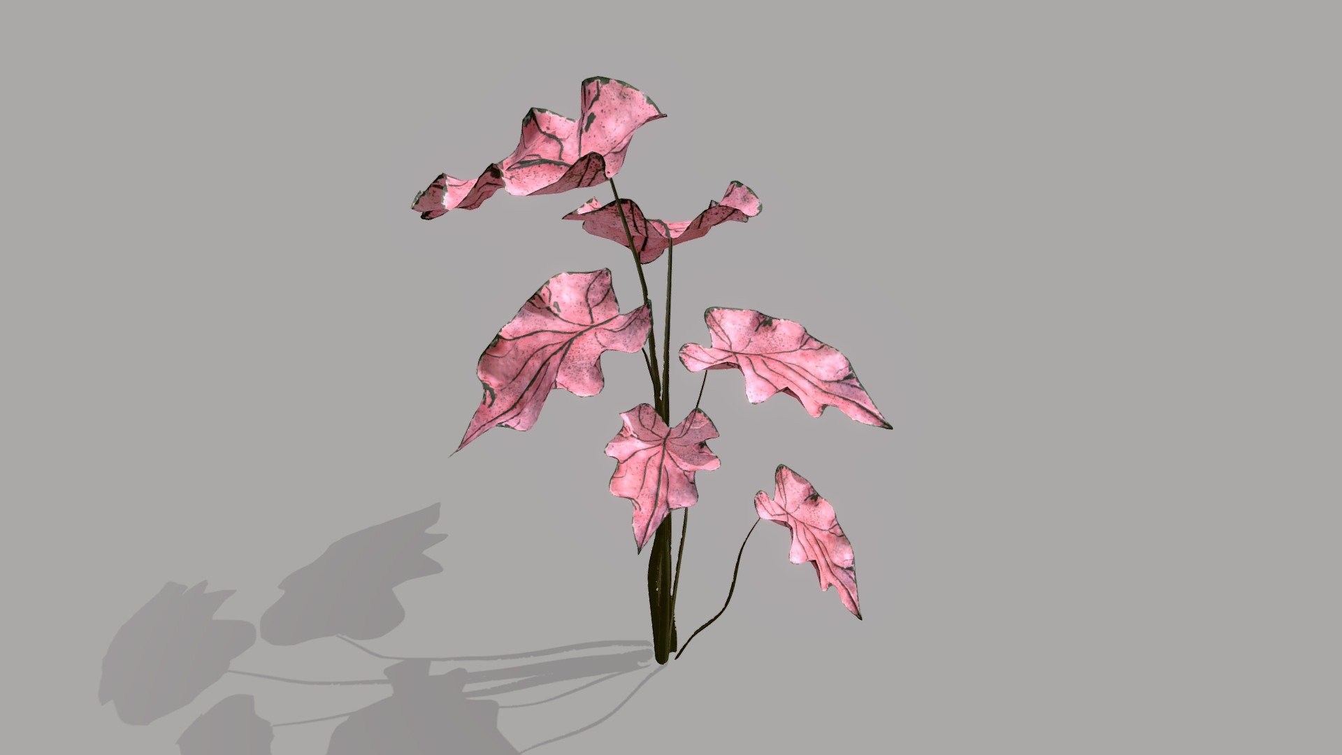 Exotic Pink Leafed Plant