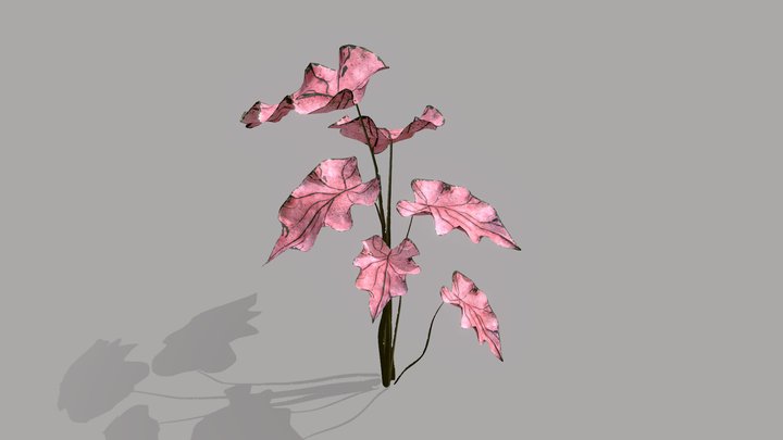 Exotic Pink Leafed Plant 3D Model