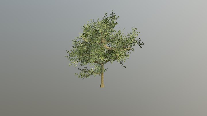 TREE 3D Model