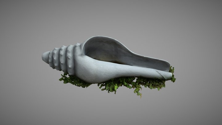 Seashell 3D Model