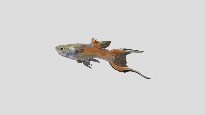 Double Sword Tail Guppy Male – Modelo 3D gratuito STL