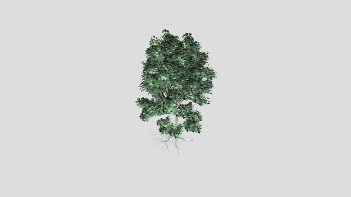 Tree3D 3D Model