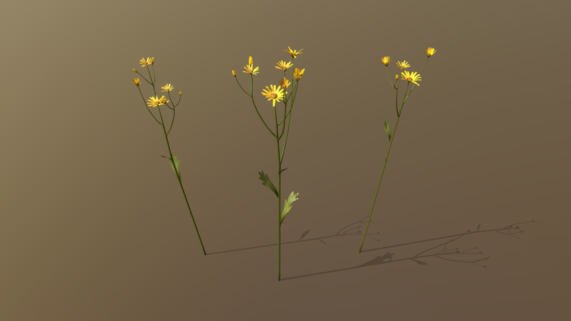 3D model Golden Marguerite Asset Pack - This is a 3D model of the Golden Marguerite Asset Pack. The 3D model is about a close-up of some flowers.