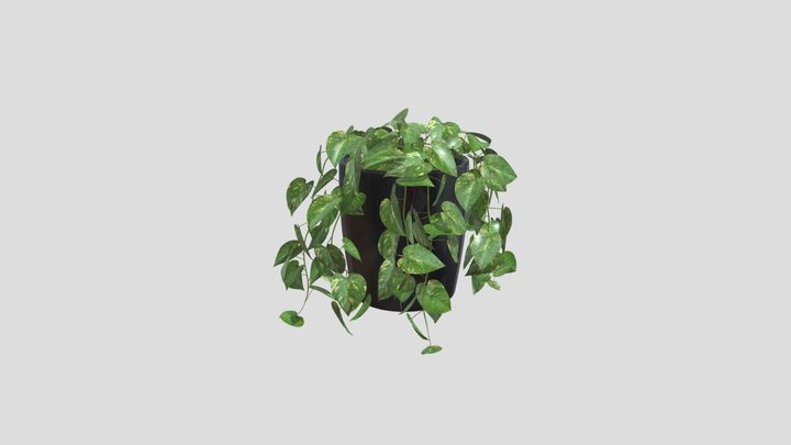 Pothos Vine In Pot