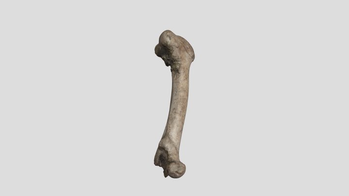 bone 3D 3D Model