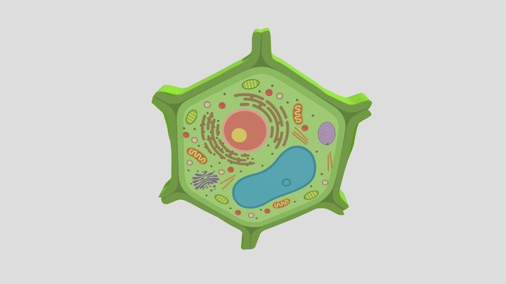 Sel Tumbuhan – Free 3D Model STL
