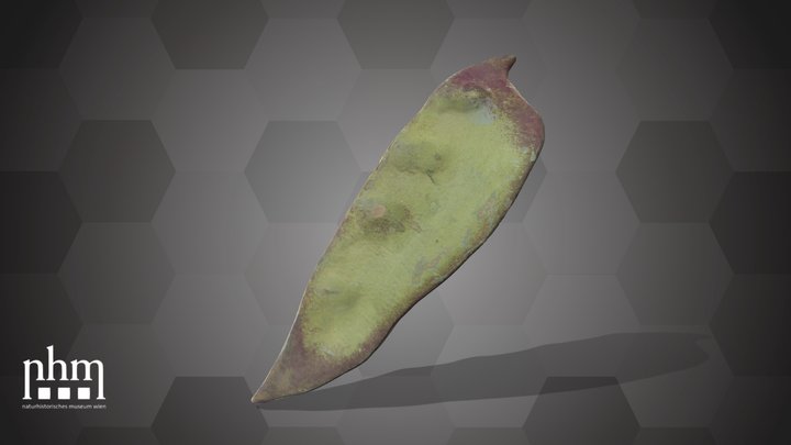Pea pod (NHMW-AFW-DING-0046-025) – Kostenloses 3D-Modell STL