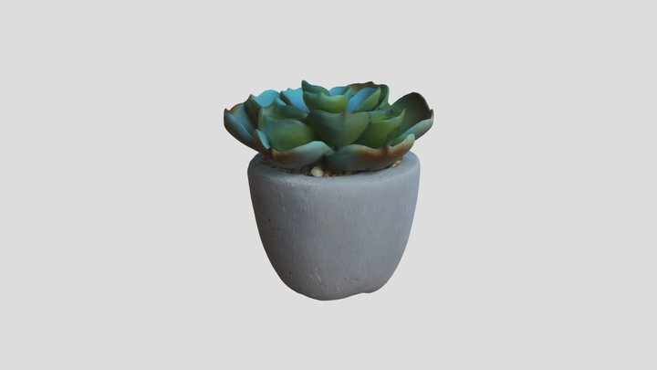Succulent Plant 3D Model