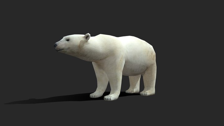 Low Poly Polar Bear 3D Model
