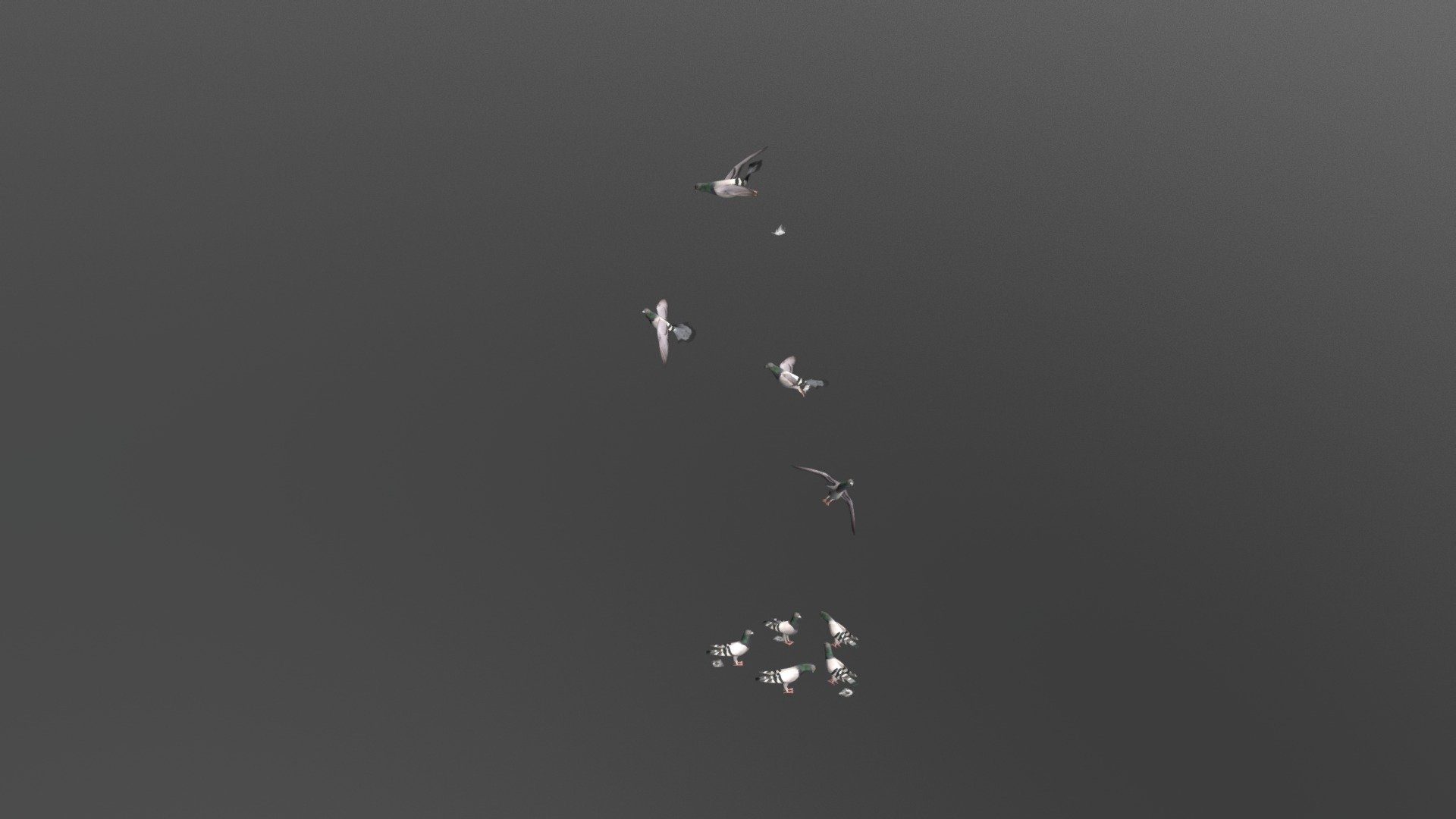Demo pigeon