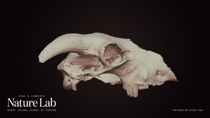 Ram Skull