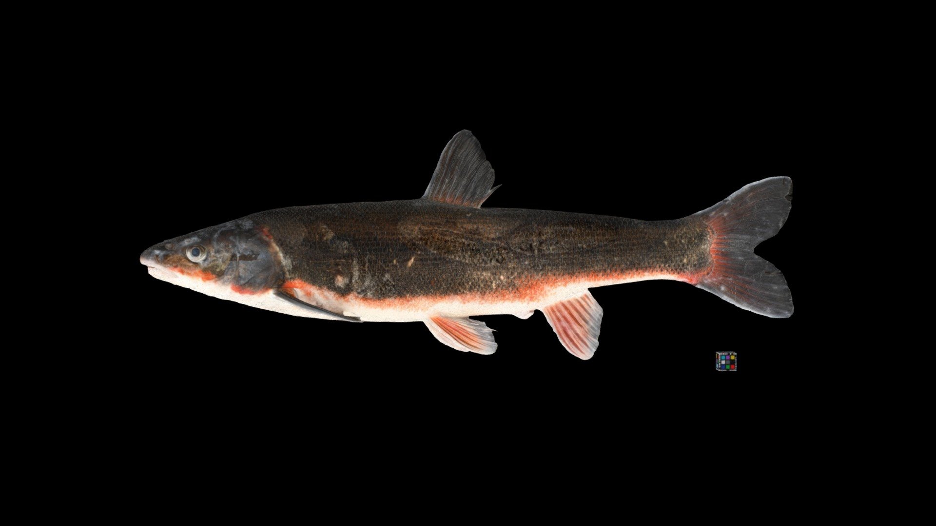 ジュウサンウグイ ♂ Jusan Dace, T. brandtii brandtii