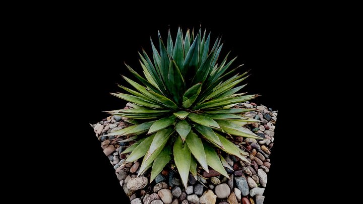 Cactus Agave -360View +18”H 01 3D Model