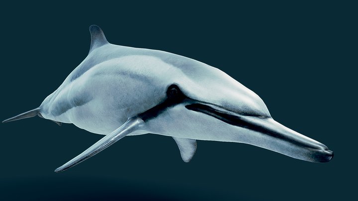 Dolphin 3D Model