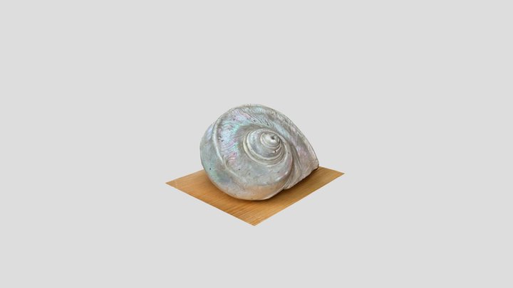 Conch Shell 3D Model