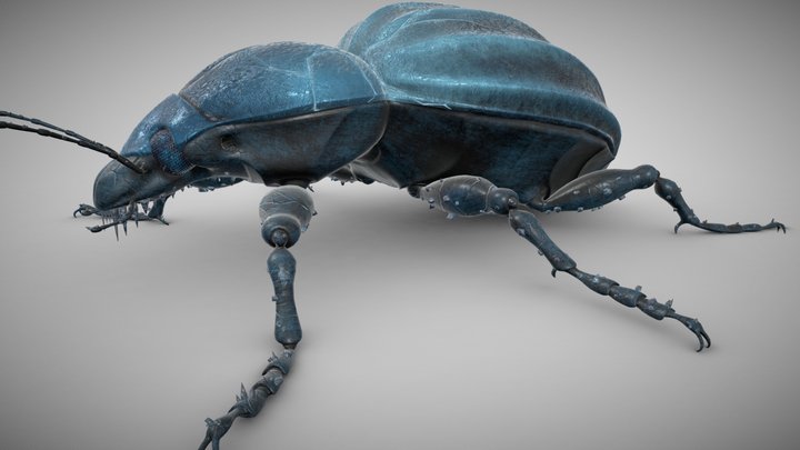 Earth beetle 3D Model