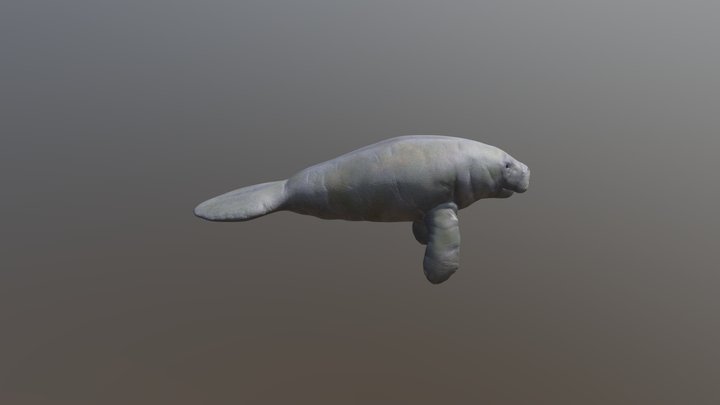 Florida Manatee 3D Model