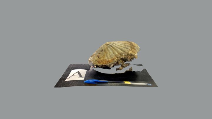 化石＿A 3D Model
