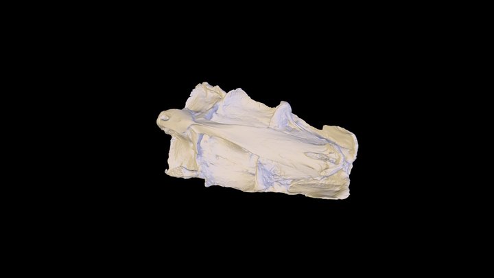 Wahoo Neurocranium (Salonia & Medina) 3D Model