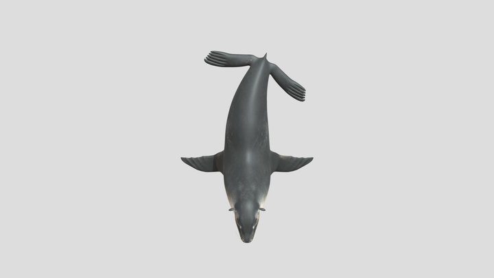 SeaLion_v2_L3_123c1835a00f-b171-4e58-82d9-4bb68f 3D Model