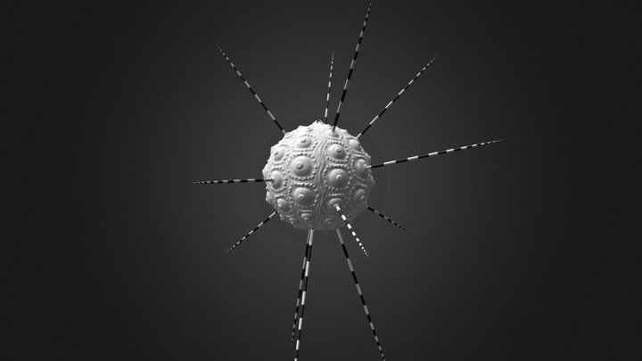 Echinoide 3D Model