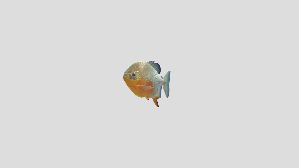 Red Silver Dollar (Myleus Rubripinnis)