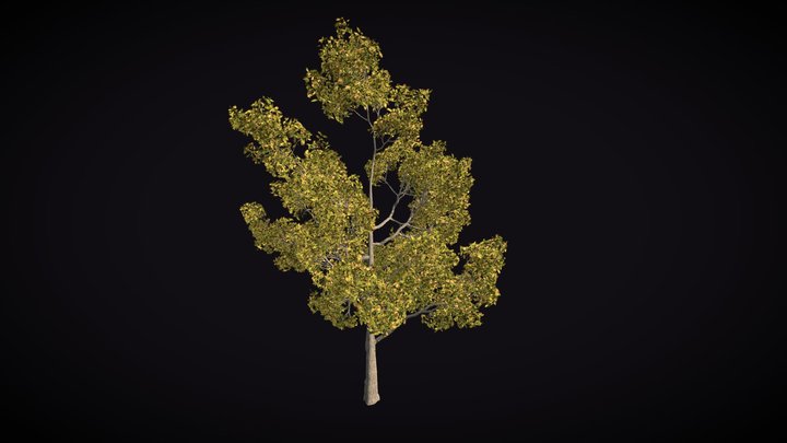 Tree Vegetation 3D Model