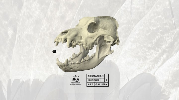 Skull from "Moby" the Antarctic sled dog 3D Model