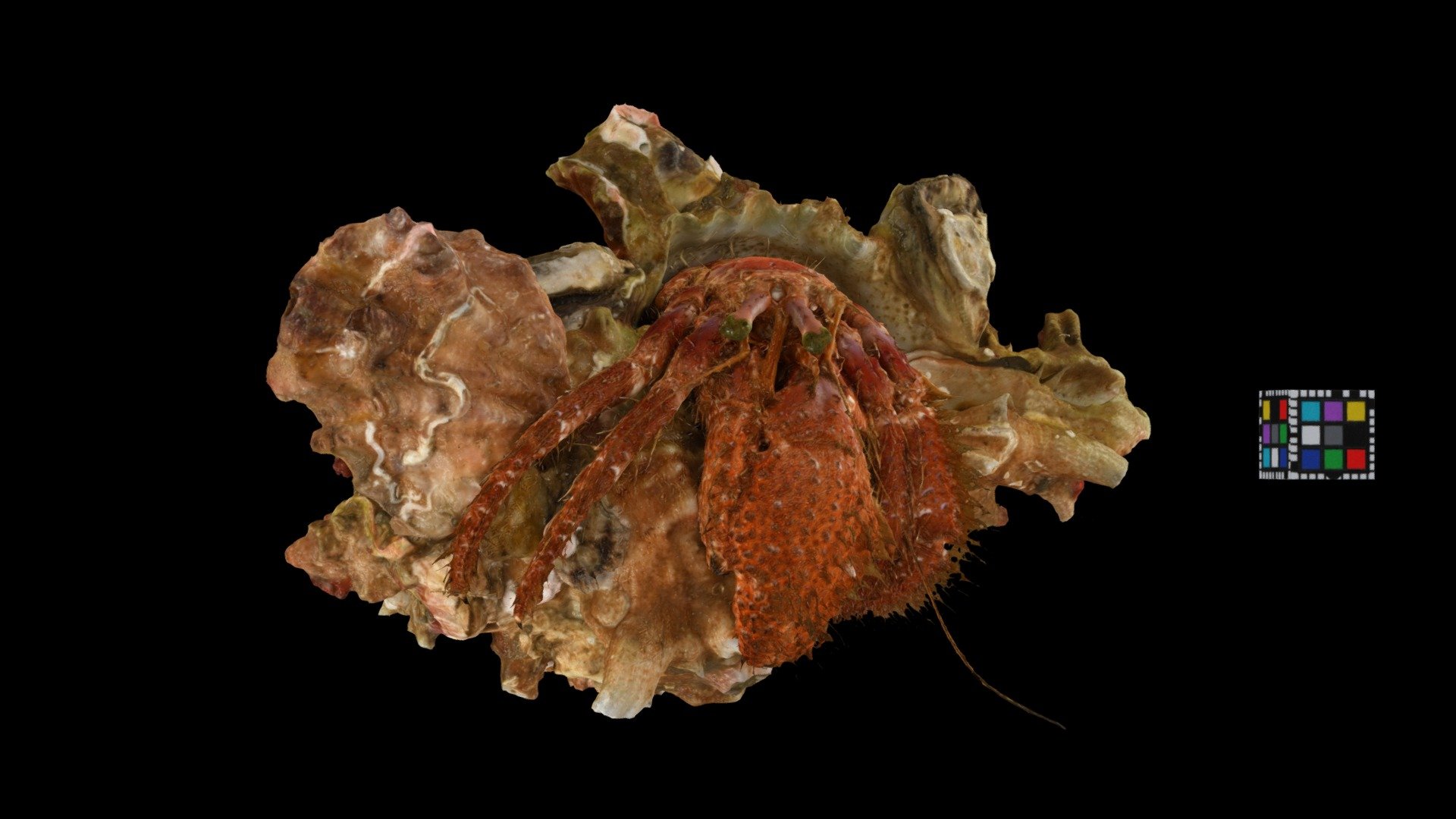 イシダタミヤドカリ Mauve-eyed Hermit Crab, D. crassimanus