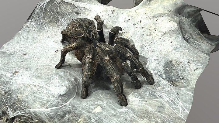 Spider – Gratis 3D-model STL