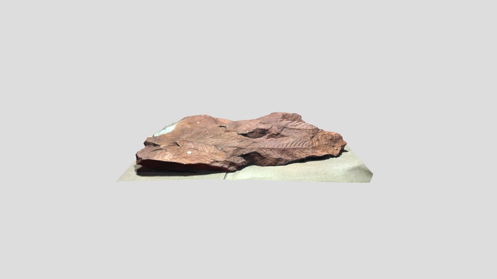 Pecopteris sp. fossil (Carboniferous fern)