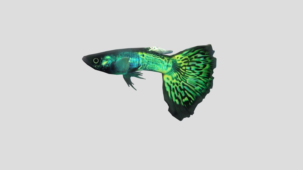 Green Guppy Male