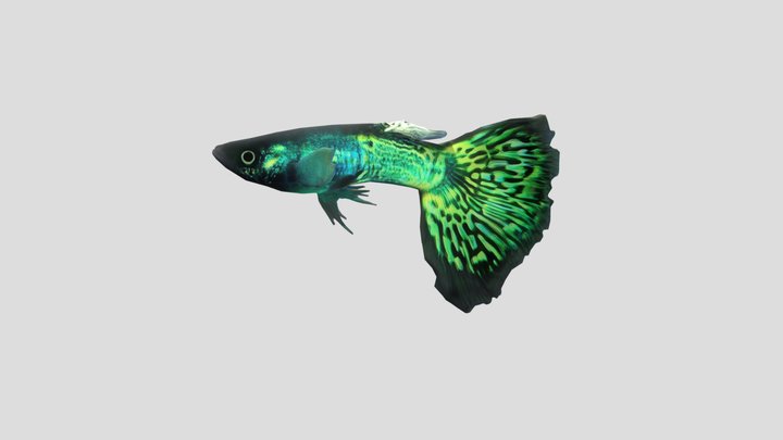 Green Guppy Male – Modello 3D gratuito STL