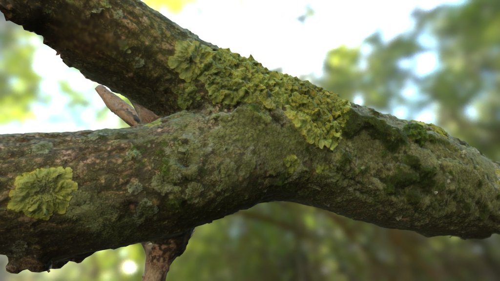 mossy branch FREE
