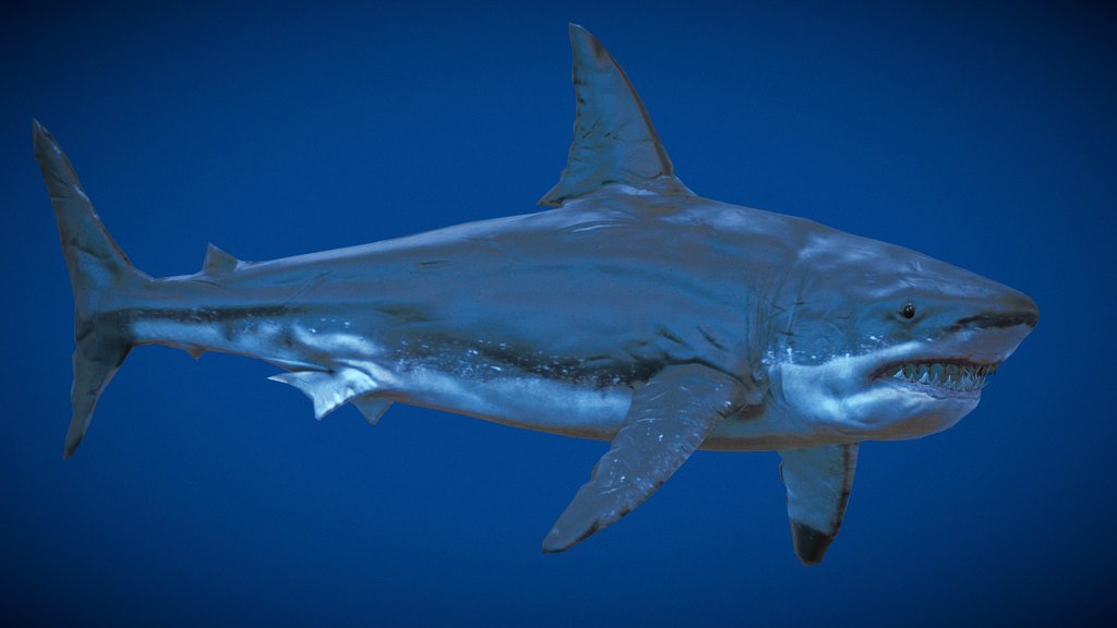 Mighty Megalodon
